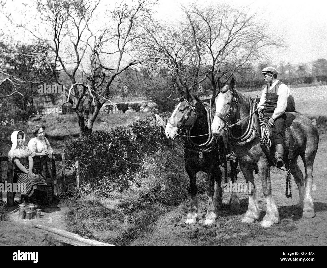 Shire horses Black and White Stock Photos & Images - Alamy