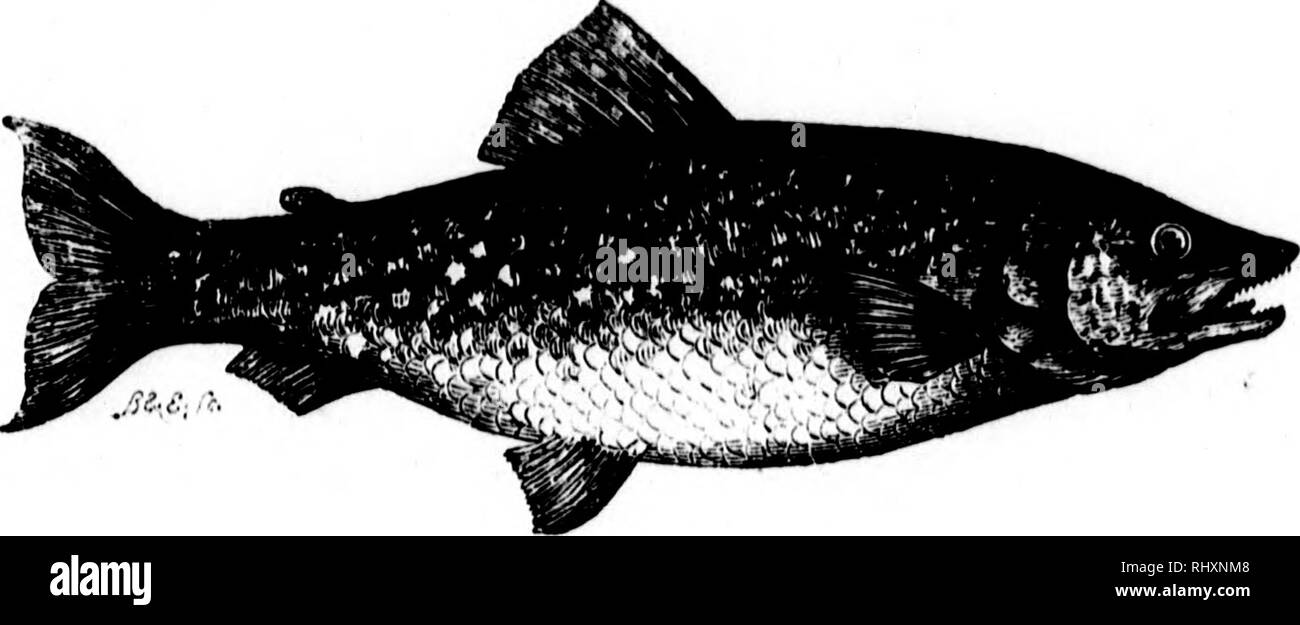 Specimen trout Black and White Stock Photos & Images - Alamy