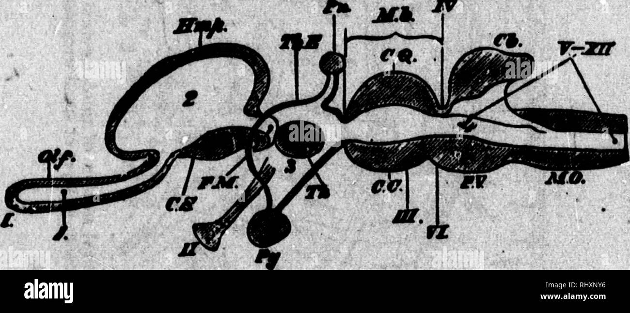 . A text-book of comparative physiology [microform] : for students and practitioners of comparative (veterinary) medicine. Physiology, Comparative; Veterinary physiology; Physiologie comparÃ©e; Physiologie vÃ©tÃ©rinaire. Fio. 8M.âDiacrammatle horiWHital teetton of a vertobnte brtin (HnzleyV The f qlloÂ«r- Ins lettenMrvefw both tUallgare and the one foHowtng. JTft, mfd-bnin. What Itea in front of thli ii the foie^iraln, and what Ilea behind, the hind-biain. X. (. the lamina tennlnalla; W, olfactorr lobea; Onp, hemiiidieres; 7%. ^. thria- mencephalon; Ai. pineal tfand; /V, pltoitatT body; jrjr,f Stock Photo