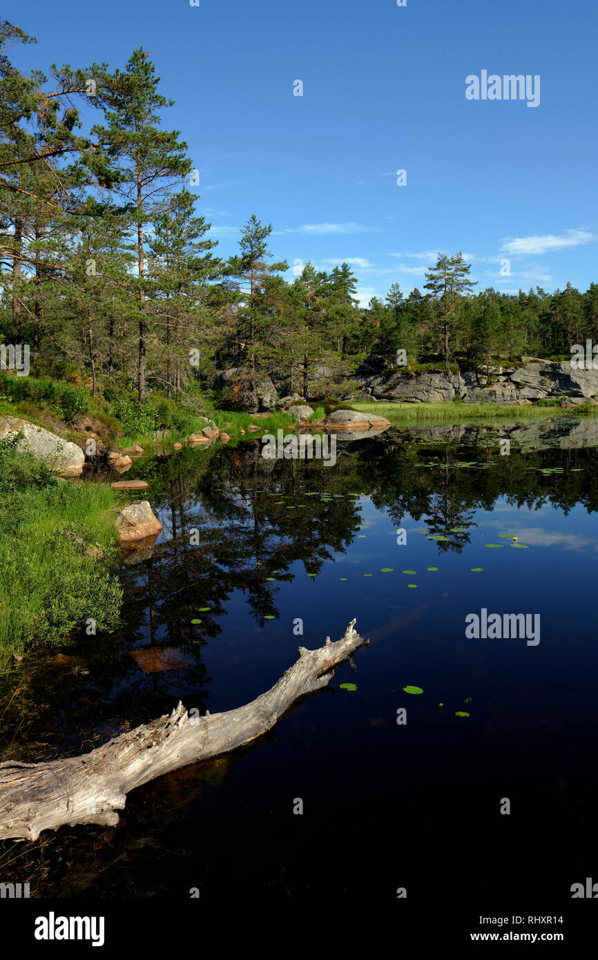 A small pristine lake in the southern Norway woodland landscape. Stock Photo