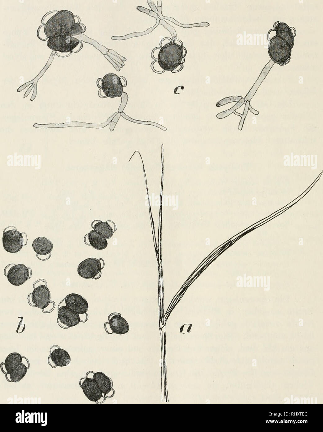 . Beitrge zur Kryptogamenflora der Schweiz. 132 meist ungegliedertes Promyzel, aus dem sich am Ende, an Stelle der Conidien, Myzelfäden entwickeln. Conidien sind keine beobachtet worden, sowohl am Promyzel wie später an den Myzelfäden.. Fig. 66 a. Seitentrieb von Seeale cerale L. mit Sporenlagern von Urocystis oc- cuUa (Wallr.) Rab. (1)! b. Sporenballen von UrociisUs occulta (Wallr.) Rab., 800! c. Gekeimte Sporen von U. occulta (Wallr.) Rab. Nach R, Wolf, Fig. 6, 7, 9, 10, Taf. VII, Bot. Zeitg., 1873.. Please note that these images are extracted from scanned page images that may have been digi Stock Photo