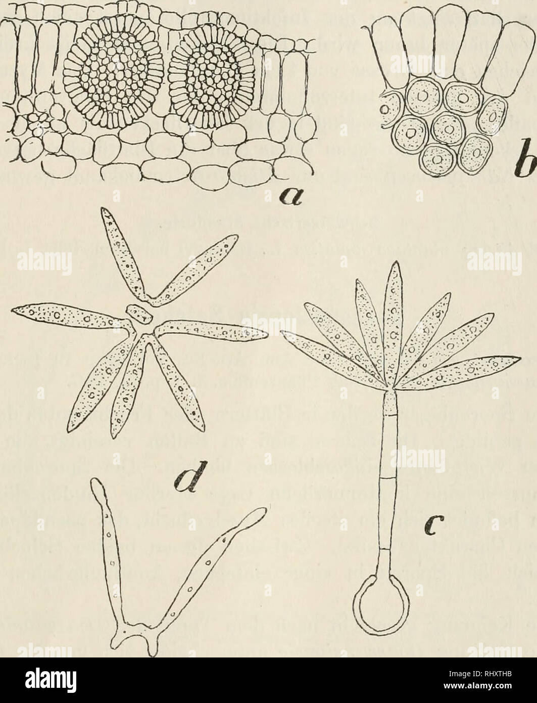 . Beitrge zur Kryptogamenflora der Schweiz. 125 Die Sporenkeimung wurde von Cornu, Setchell, Brefeld (3) beschrieben. Die Sporenballen werden durch Zersetzung des Blatt- gewebes frei und schwimmen an der Wasseroberfläche oder lösen sich. Fig. 62 a. Blattquerschnitt von Alisma platUago aquatica L. mit Boassansia AUstnatis (Nees) Cornu, 150 nach Setchell. b. Teil des Sporenballens von Doassansia Alismatis (N.), Cornu, 650, nach Setchell. c. Gekeimte Spore von Doassansia AUstnatis (N.) Cornu, 1000, nach Setchell. d. Losgetrennte Conidien von D. Alismatis (N.) Cornu, 1000, nach Setchell. in die ei Stock Photo