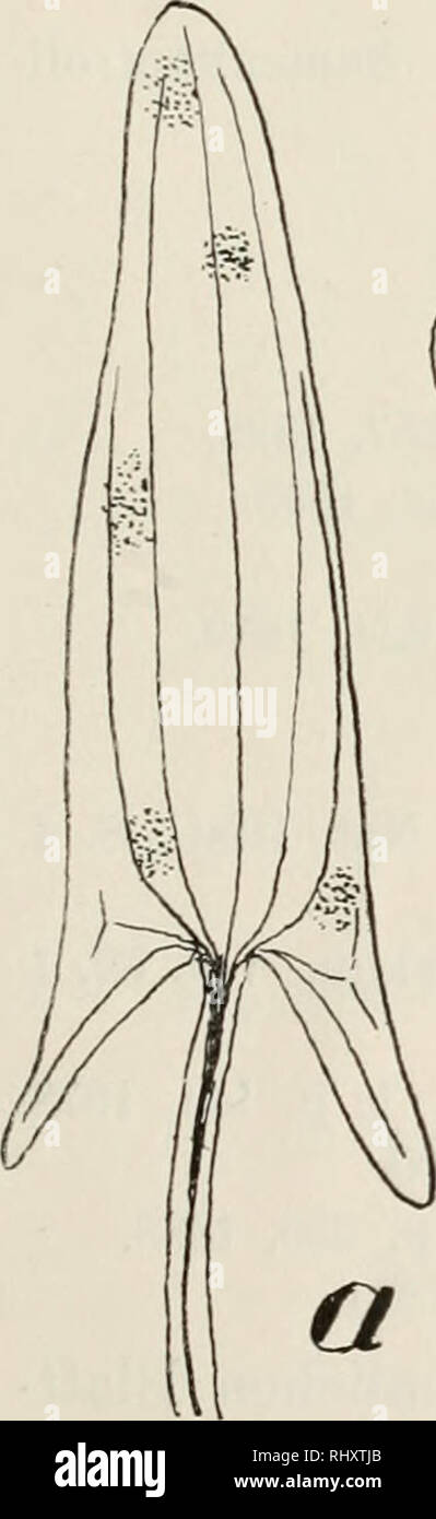 . Beitrge zur Kryptogamenflora der Schweiz. 123 Die Gattungen Doassansiopsis und Tracya sind eng mit Doas- sansia verwandt Der Hauptunterschied besteht in der Struktur der Sporenballen. Bei beiden Gattungen sind im Innern der Sporenballen sterile Hyphen. Die Gattung Doassansiopsis besitzt wie Doassansia zudem eine sterile Rinde, die bei Tracya fehlt. Doassansia Sagittariae (Westendorp) Fisch. Uredo Sagittariae Westendorp, Herb. Crypt. Belg., Nr. 1177, 1857. Physoderma Sagittariae Fuckel, Fung. Rhen., Nr. 1549, 1865. Protomyces Bissoserianus Sacc, Myc. Venet., 889, 1876. Entyloma Bissozerianum  Stock Photo