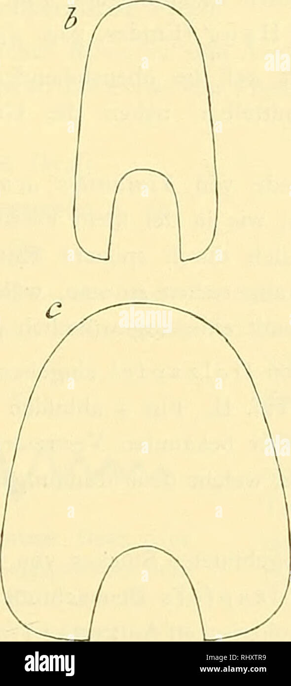 . Beiträge zur Paläontologie und Geologie Österreich-Ungarns und des Orients : Mitteilungen des Geologischen und Paläontologischen Institutes der Universität Wien. Geology; Paleontology. a Gephyroceras acutum Saudb. (sehr seltene, nur in West- deutschland vorkommende Art). N. Sandberger. h Ge- phyroceras complanatum Sandb. (= Gephyroceras intu- mescens F. Roem et auct. Orig. zu Lethaea geognostica. 3. Aufl. Taf. I, Fig. 15). Korallenkalk des Ibergs bei Grund (Mus. Breslau). Häufigste Art. c Gephyroceras intumescens E. Beyr. s. str. &lt;^= Gephyroceras primor- dialis auct.) N. Sandberger. Ebens Stock Photo