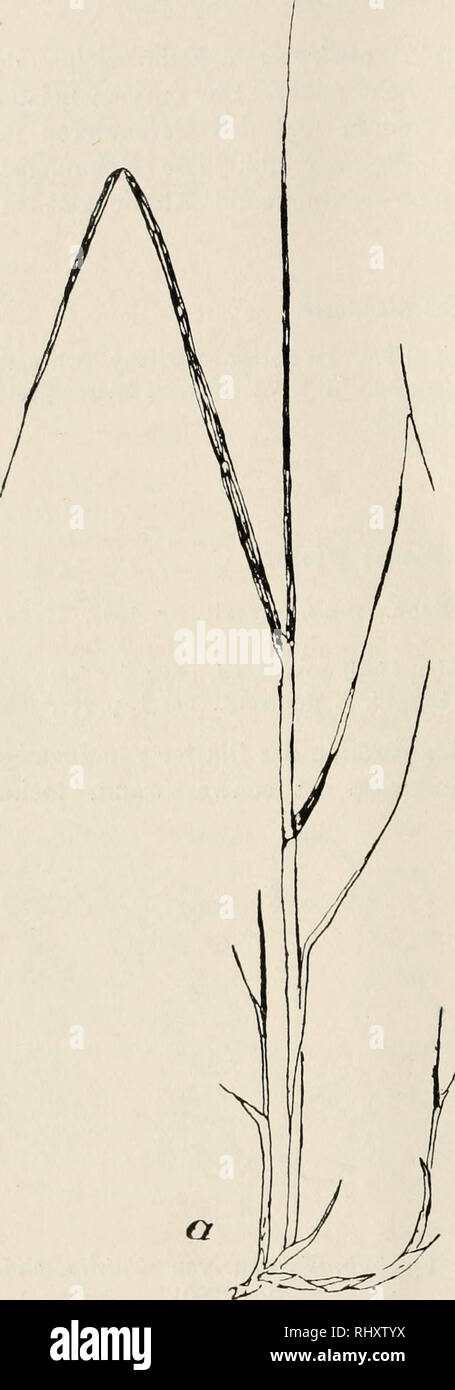 . Beitrge zur Kryptogamenflora der Schweiz. 98 ker befallene Triebe stellen das Wachstum ein. Das Sporenlager öffnet sich in unregelmässigen Längsrissen, und die Sporenmasse stäubt sofort aus. Als Nährpflanzen sind Bra- chypodium pinnatum (L.) Pal. und B. sylvaticum (Huds.) R. et Seh. bekannt geworden. Schweizerische Standorte. Auf Brachypodium pinnatum (L.) Pal. Valtanna, 1901, ob Trim- mis Herb. Volkart! Montagny, 21. Juni 1908, D. Cruchet! Auf Brachypodiuni sylvaticum (Huds.) R. et Seh., Montagny, 11. Aug. 1909, D. Crucliet. Tilletia Sphagni Nawaschin. Tilletia Sphagni Nawaschin, Bot. Centr Stock Photo