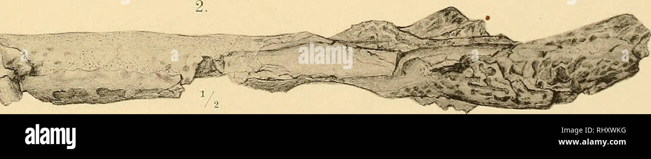 . Beiträge zur Paläontologie Österreich-Ungarns und des Orients. Geology; Paleontology. Hofmann ad nat, delin. Lichtdruck von Jaffe £ Albert, Wien. Beiträge zur Palaeoctologie von 0 esterreich-Ungarn herausgegeben von Edm. v. Mojsisovics u. M. Neumayr. Bd. V. 1885. Verlag v. Alfred Holder, k. k. Hof- ii. Universitäts-Buchhändler in Wien.. Please note that these images are extracted from scanned page images that may have been digitally enhanced for readability - coloration and appearance of these illustrations may not perfectly resemble the original work.. Wien : Alfred Hölder Stock Photo