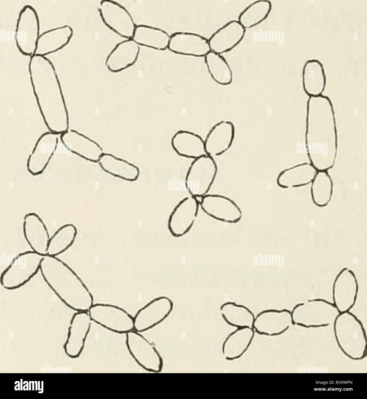 . Beitrge zur Kryptogamenflora der Schweiz. Fig. 26 a. Blüte von Dianthus inodorus L. mit Ustilago violacea Pers. Läng.s- schnitt! b. Sporen von Ustilago violacea von Dianthus inodorus L. von Airolo. (800!) c. Gekeimte Sporen von Ustilago vio- lacea (800 !J. d. Conidiensprossverbände von Usti- lago violacea (SOOii.. 45 fy Die Sporenkeimung wurde von T u 1 a s n e (1), De B a r y (1), Brefeld (1), Harper und andern untersucht. Die Sporen sind direkt im Wasser wie in den Nährlösungen keimfähig. Sie erzeugen ein spindelförmiges, ein- bis dreigliederiges Promyzel, das seitlich und endständig reich Stock Photo