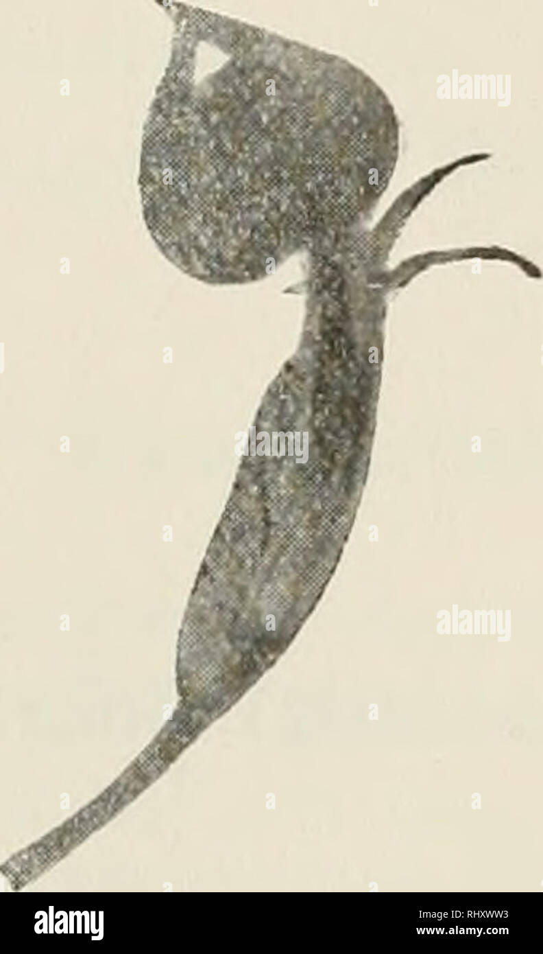 . Beitrge zur Kryptogamenflora der Schweiz. 47 Uredo receptacuU Strauss, Ann. d. Wett. Ges., Vol. 2, p. 111, 1811. Caeoma receptaculorum Link, Sp. PI., Vol. 6, 2, p. 17, 1825. Uredo Tragopogonis Roehling, Deutschi. FL, Vol. 3. p. 129. Ustilago receptactilorum Fries, Syst. Myc, Vol. 3, p. 518, 1832. Ustüago receptaculorum (Tragopogi) Tulasne, Ann. Sc. nat., S. 4, Vol. 2, Taf. 12, 1854. Microhotryum receptaculorum Leveille, Ann. Sc. nat., S. 3, Vol. 8, p. 372, 1848. Ustilago Tragopogi prattKisis Winter, Rabh. Kryptfl., p. 101, 1884. Ustilago Tragopogonis Schroeter, Kryptfl. v. Schlesien, p. 274, Stock Photo