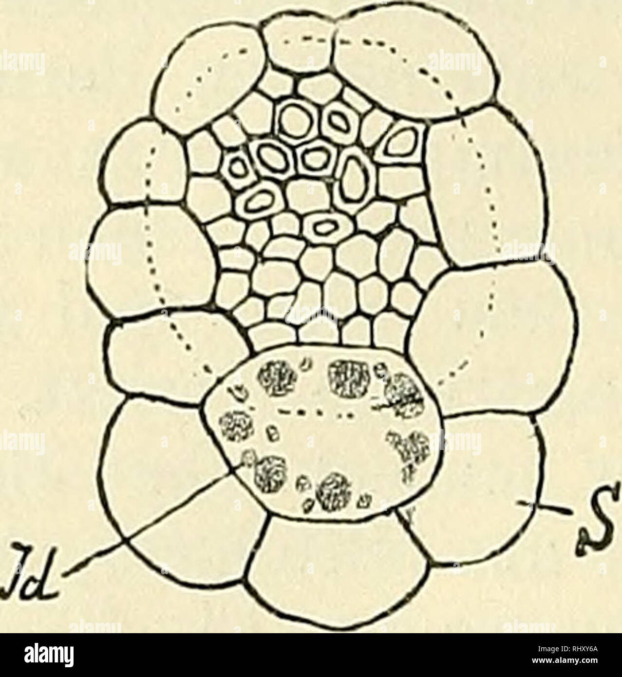 . Beihefte zum botanischen Centralblatt. Plants. 434 Schweidler, Die Eiweiß- oder Myrosinzellen der Gattung Arahis L. Siebteile begleitenden mechanischen Fasersträngen (Fig. 4—5). Man kann sie deshalb als „Phloembeleg-Idioblasten&quot; bezeichnen.. Fig. 3. Arabis Turc%aninoioii Ledeb. Querschnitt durch ein schwaches Leitbündel des Laubblattes, »S = Parenchym- scheide, Id = Eiweißzelle (Idioblast), in dieser und in allen anderen Figuren, mit Ausnahme von Figur 28, gekennzeichnet durch eingezeichnete Eiweißkörner, die man sich durch Säurefuchsin rot tingiert vorstellen muß. Die punktierte Linie  Stock Photo