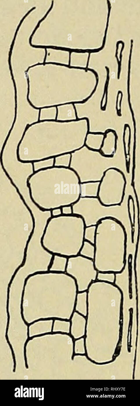 . Beihefte zum botanischen Centralblatt. Plants. Fig. 46. Sarracenia variolaris. Reifer Same. Fig. 47. Sarracenia purpitrea. Samenschale (im Längsschnitt). Die Samen sind außen mit einer dünnen Wachsschicht über- zogen und demnach nicht benetzbar. Die Lostrennung der Samen erfolgt in der Weise, daß das Gewebe des Funikulus vertrocknet. Die Samenkapseln öffnen sich lokulizid. Cephalotus follicularis. Cephalotus hat einen endständigen Blütenschaft; derselbe ist von der Mitte an rispig, mit kurzen, wenigblütigen (meist nur höchstens drei) knäueligen, zymosen Seitenzweigen.^) Vor- blätter wurden a Stock Photo