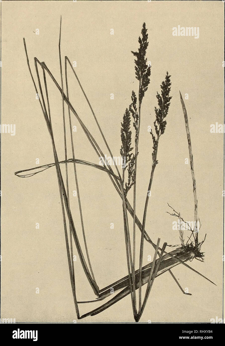 . Beiträge zur Flora und Pflanzengeographie Australiens. Botany. — 474 - 816. C. acutum Ton;, in Dict Sc Nat. IX. 344 ex Ind. Kew. I. 551 (1895). Schowus acutus LiABIIX. PI. Nov. lloll. 1. 18 t. 18 (1804). Cladium schomoides R. Hu. Prodr. 237 (1810), Benth. Fl. Austr. VII. 407 (1878) excl. var., F. v. Muell. First Census 128 (1889), Fragm. XII. 96 (1882). Schoenus falcatus Nees in Sieb. Agrostoth. No. 18.. Fig. 104. Cladium teretifolium R. Br. var. typieum Dom. nach Exemplaren von Sunnybank. (Verkl.) Baumea schomoides Boegk. in Linnaea XXXVIII. 246 (1874). Gahnia schoenoides F. v. Muell. Key t Stock Photo