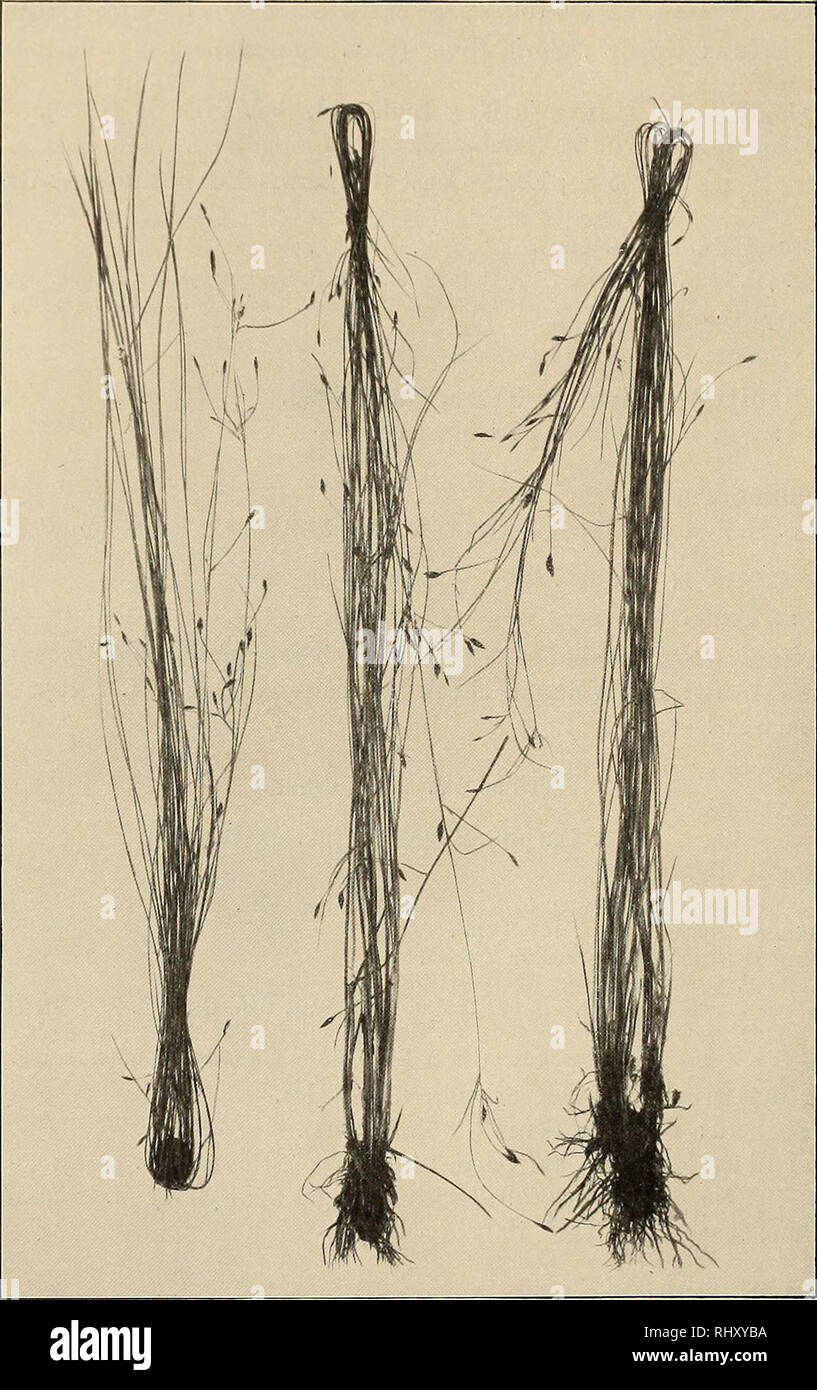 . Beiträge zur Flora und Pflanzengeographie Australiens. Botany. 470 — 809. C. graeilipes C. B. Clarke. C. B. CLARKE in DlELS u. PfilTZEL in Engl. Bot. Jahrb. XXXV. 81 (1904), in Kew Bull. Add. Ser. VIII. 81 (1908). West Australia: King Georges Sound (L. Diels No. 2694).. Fig. 103. Rhynehospora graeillima Thwait. nach Exemplaren von Yarraba. (Verkl.) 177. Schoenus L. 803. S. turbinatus Poir. Poir. Encycl. Suppl. II. 251 (1811), Benth. Fl. Austr. VII. 359 (1878), F. v. Muell. First Census 127 (1882), See. Census 214 (1889), Moore Handb. Fl. N. S. Wales 457 (1893), Turner in Proc. Linn. Soc. N.  Stock Photo