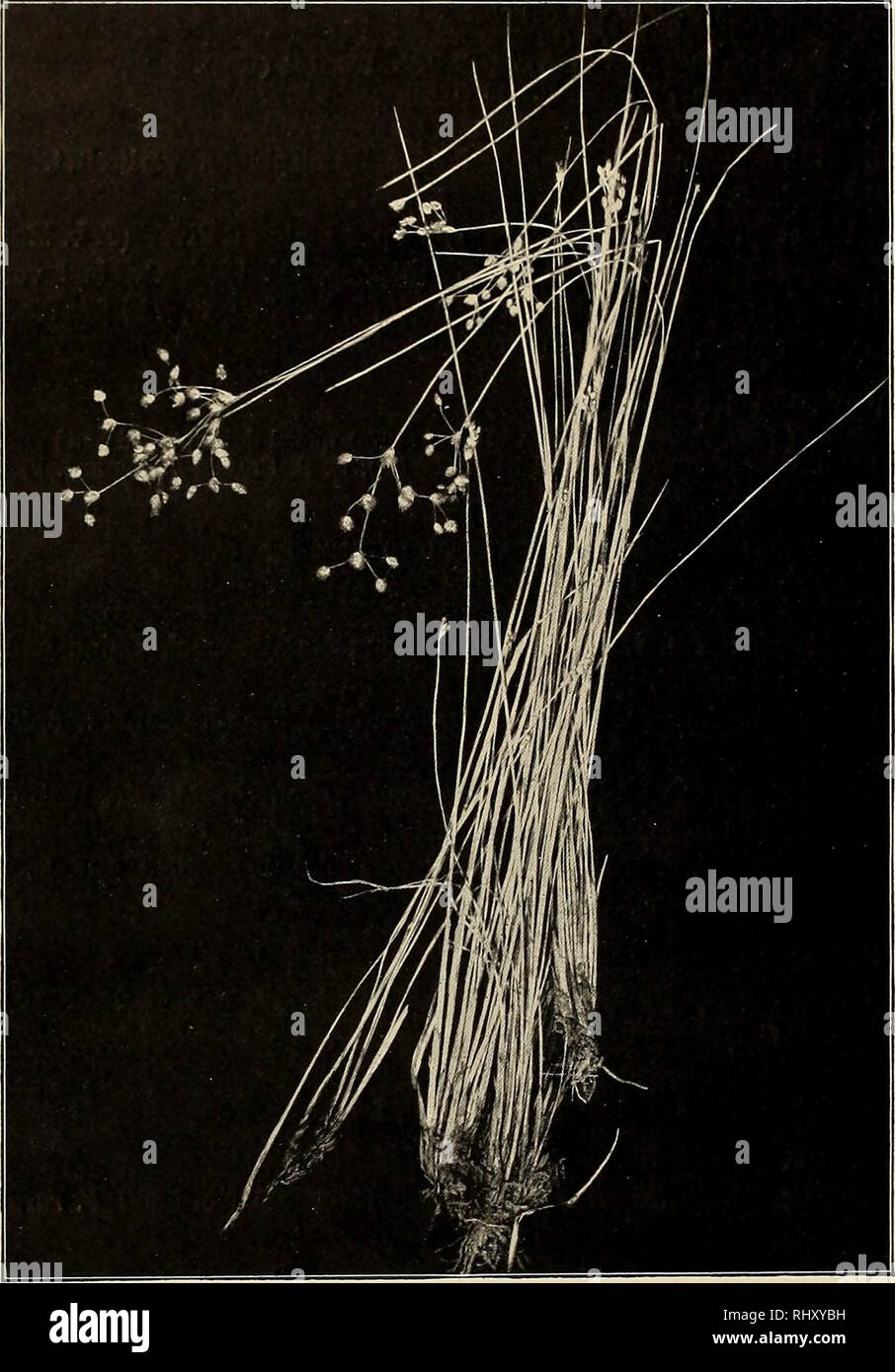 . Beiträge zur Flora und Pflanzengeographie Australiens. Botany. — 462 — 773. F. complanata Link. Link Hort. Berol. 1. 992 (1821), C. ß. Ci.akkk in Hook. f. Fl. Brit. Ind. VI. 646 (1893). Scirpus amplanatus Retz. Observ. V. 14 ^1789). Cjfperus cemplanatus Willd. Spec. pl. I. 270 (1797). Trichelostylis complanata Nees in Wight Contrib. 103 (1834). Geogr. Verbreitung: wärmere Gebiete beider Hemisphären. In Australien nur:. Fig. 102. Fimbristylis rara R. Br. var. obtusangula (F. v. Muell.) Dom. nach Exemplaren von Pentland. (Verkl.) b) var. microearya G. B. Clarke in Hook. f. Fl. Brit. Ind. VI. 6 Stock Photo