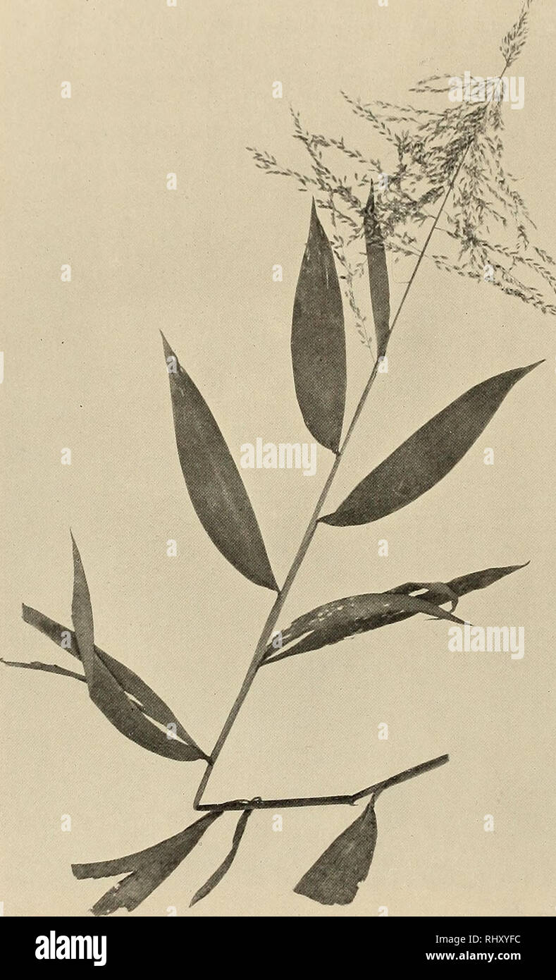 . Beiträge zur Flora und Pflanzengeographie Australiens. Botany. 410 - f. Subtribus Festnceae. 158. Poa L. 602. P. annua L. L. Spec. pl. 68 (1753), Benth. Fl. Austr. VII. 654 (1878), F. M. Bail. Syn. Queensl. Fl. 669 (1883), Catal. Plants Queensl. R7 (1890), Queensl. FL VI. 1915 (1909), Compreh. Catal. 633 (1913), Hook. f. Fl. Brit. Ind. VII. 345 (1897), Aschers, vi. Graebn. Syn. mittelem'. Fl. II. 388 (1900), Cheesem. Man. New Zeal. Fl. 1092 (1906), Ewaet Weeds Victor. 85 (1909).. Fig. 95. Centotheea malabariea (L.) Merrill, nach einem Exemplar von Harveys Creek. (Verkl.) Geogr. Verbreitung:  Stock Photo