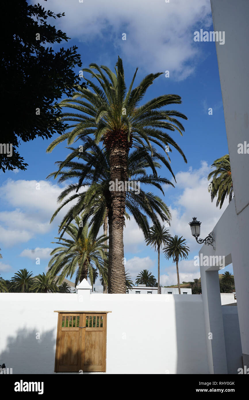 weiße Mauer und Palmen, Haria, Ort im Tal der 1000 Palmen, Lanzarote, Kanarische Inseln, Spanien Stock Photo