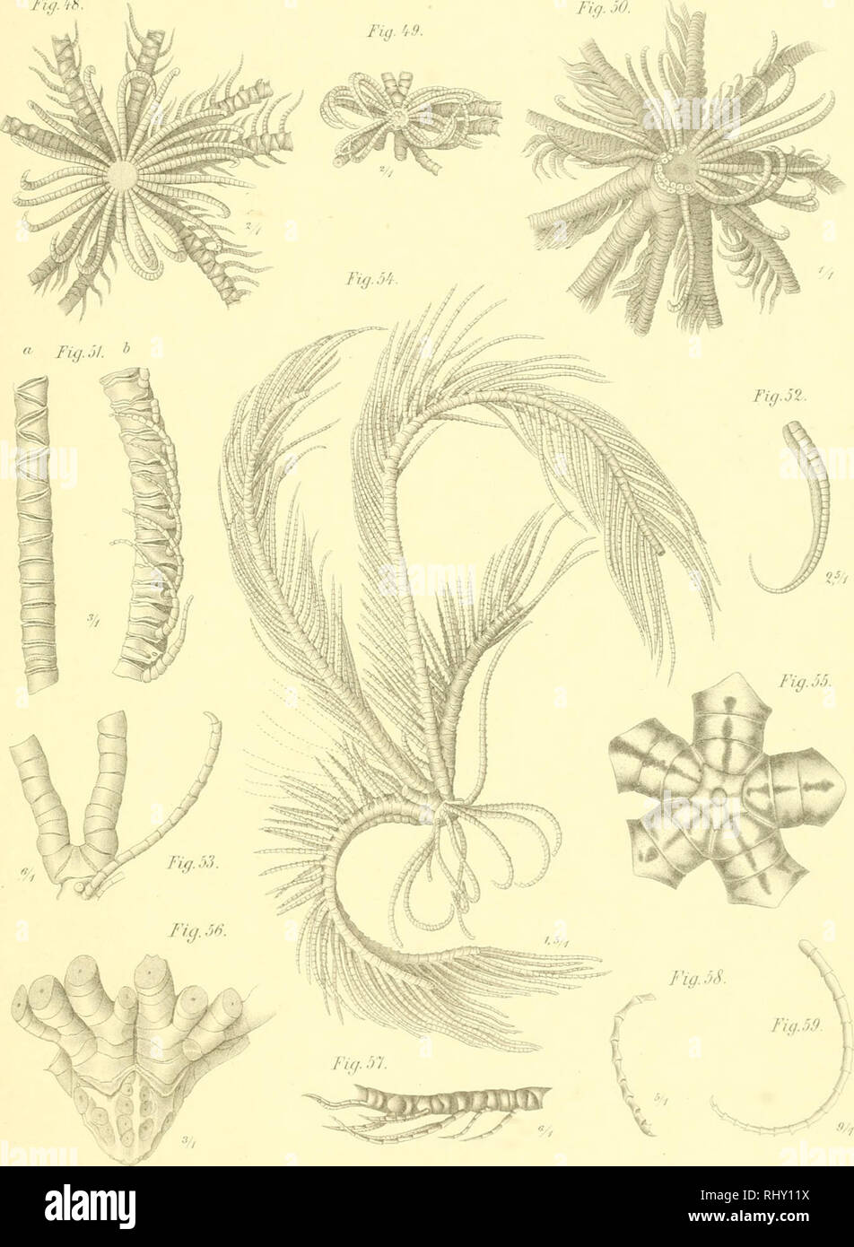 . Beitrag zur kenntniss der Comatulidenfauna des Indischen Archipels. Crinoidea. Ahra Ar/&lt;iAcad.CM'.G.XaLCur.Vol.Lnif. Tah.V. Tu). itS.. Liiti.^nsi Julius Qinüsrdi.I.eipiij. 0 Peters a-:' Cl. /lartlaiih: ro/natuUflenfannaJa/'.,').. Please note that these images are extracted from scanned page images that may have been digitally enhanced for readability - coloration and appearance of these illustrations may not perfectly resemble the original work.. Hartlaub, Clemens Cornelius. Halle, s. n. Stock Photo