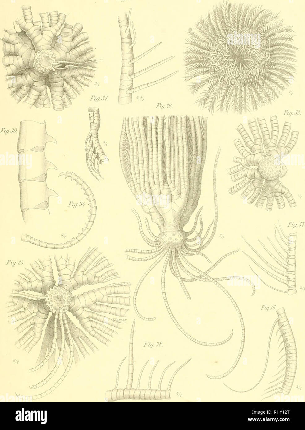 . Beitrag zur kenntniss der Comatulidenfauna des Indischen Archipels. Crinoidea. NovaAeta.AcadMi.6'.ß.NaI.rar.[ol.LVIlI. Tah.nr. Fiif. Z7. Fig. Z^. Fiff.%9. j,ip.i^{.^i(^. j P.;iers del !,iili Anst Ji;ius Klinkiiard', I.dipy.iq C/. Huri Laub: Comaliilideafuuna. Ta/'.o.. Please note that these images are extracted from scanned page images that may have been digitally enhanced for readability - coloration and appearance of these illustrations may not perfectly resemble the original work.. Hartlaub, Clemens Cornelius. Halle, s. n. Stock Photo