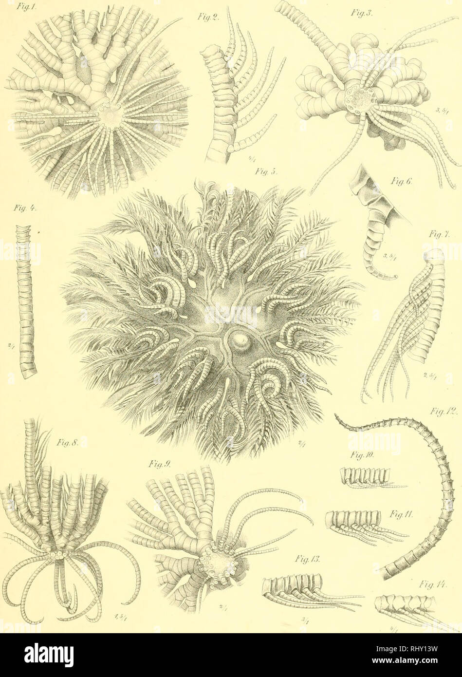 . Beitrag zur kenntniss der Comatulidenfauna des Indischen Archipels. Crinoidea. .Vom AdaAcad.C:L.CG.A'at.CiLr. VoLlim. Tab.I.. 0 Psto-s dei Lith, Anst. Julius KlmkKardt Leipzij ('/. /f(ir/l(iii//: r()/na/u/i(h'n/'(iii/ifi. Taf. I.. Please note that these images are extracted from scanned page images that may have been digitally enhanced for readability - coloration and appearance of these illustrations may not perfectly resemble the original work.. Hartlaub, Clemens Cornelius. Halle, s. n. Stock Photo