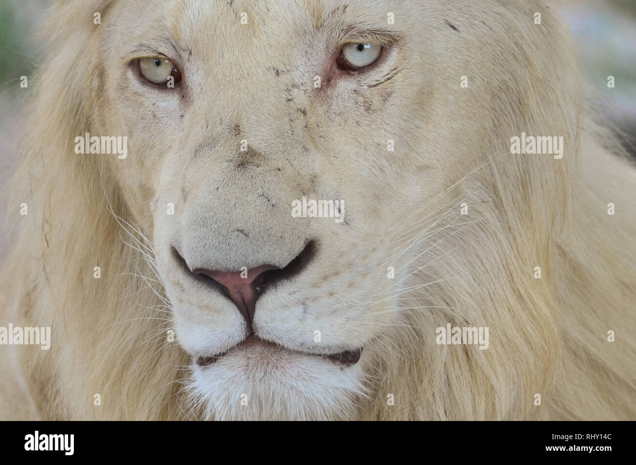 Young white lion, melancholic and lost in thougths after an afternoon nap, portrait, close up view Stock Photo