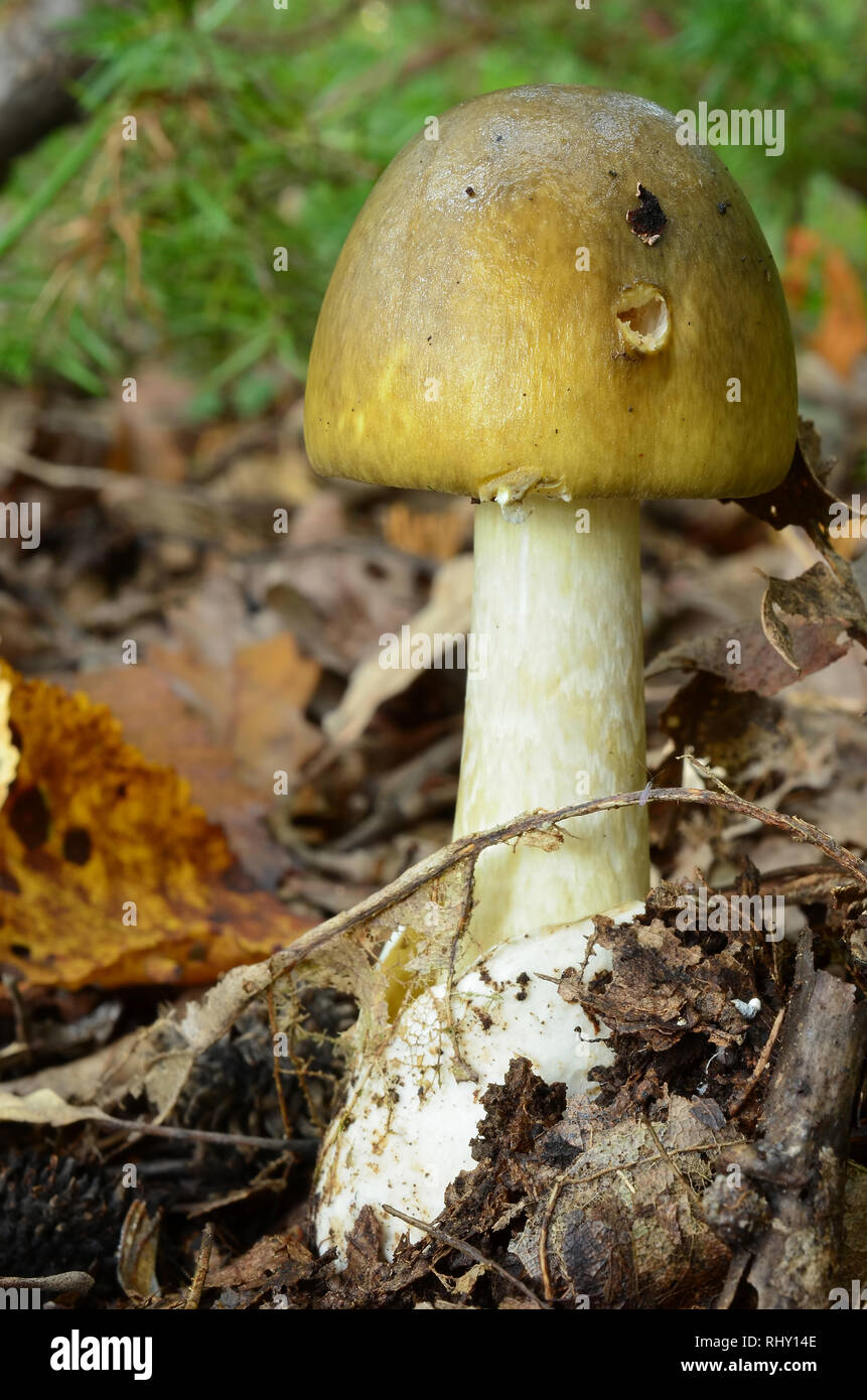 Nice, young specimen of deadly poisonous Amanita phalloides or Death cap mushroom with volva hidden in forest soil and and hat eaten by snails Stock Photo