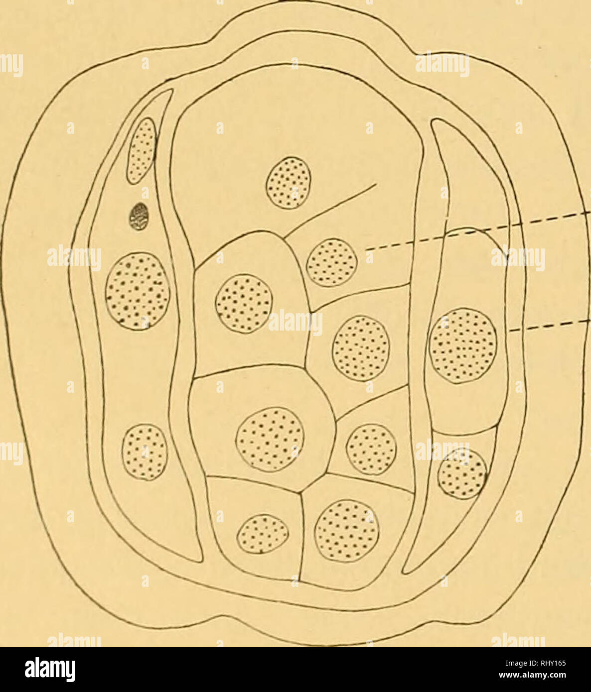 . Beitrag zur Embryonalentwicklung der Ascaris megalocephala. (Aus dem Zoologischen Instsitute zu Leipzig.). Ascaris; Ascaris megalocephala. Fig. 8. Längsschnitt durch die rechte Seitenregion. Fig. 9. Optischer Horizontalscbnitt aus der Körpermitte, w = Kopfwulst.   V—E l-A-M Dem Mesoderm II schliesst sich nach vorn das Mesoderm I an. In Fig. 8 habe ich die durch erneute Teilung dichtgedrängte 16-zellige Platte der rechten Seite abgebildet, während MII noch in der Teilung zurück ist. Erleichtert schon diese zeitliche Differenz die Auszählung der Blastomeren, so wird dieselbe weiter dadurch wes Stock Photo