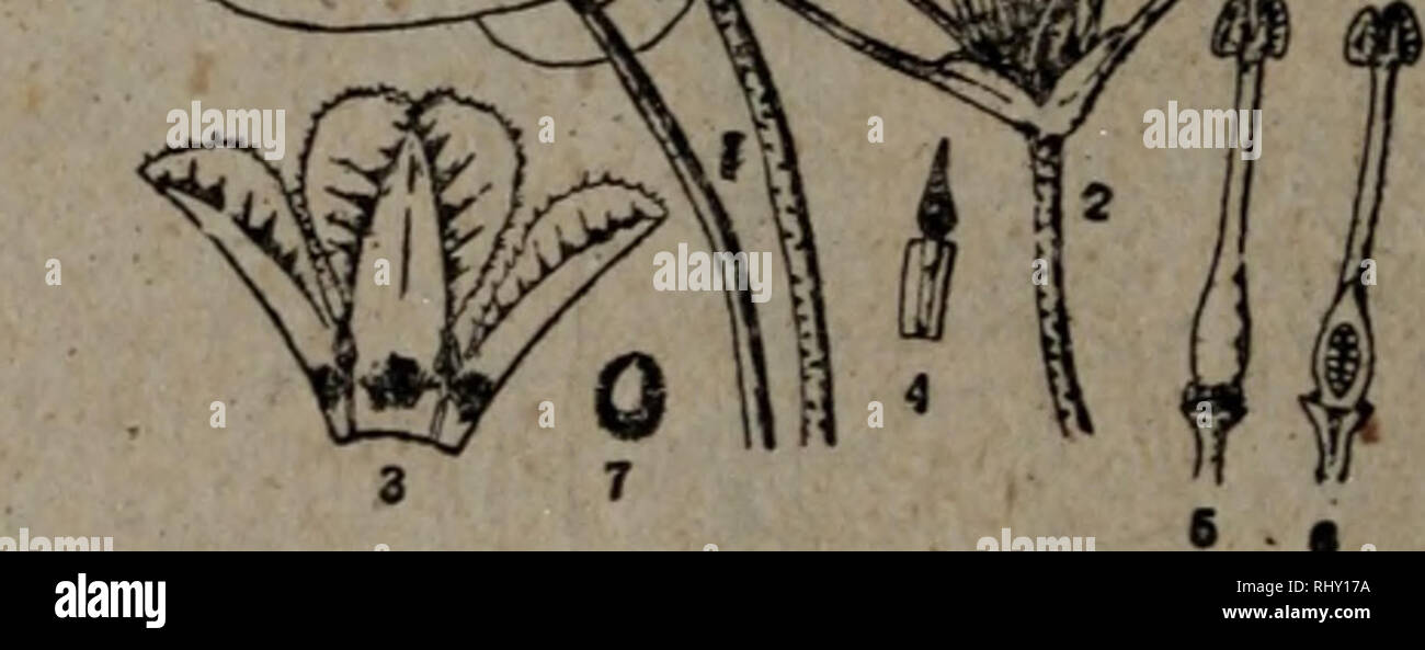 Bei Jing Ye Sheng Shi Yong Zhi Wu Botany A 54 Eenymphoides Peltatum Gmel O Ktze 1 Ae C C A A I 2 E Ae I 3 E A Ccºµae I 4 Eei 5 Ee 6 A Ae Ccºµae I 7 C A Ce C A Cae A Aea Caeµc Cae Ae A A E ªc E A A Ae ª A Ae E E A E C Ae Ae Ae A Eeai Ae Ae A A C E A 54