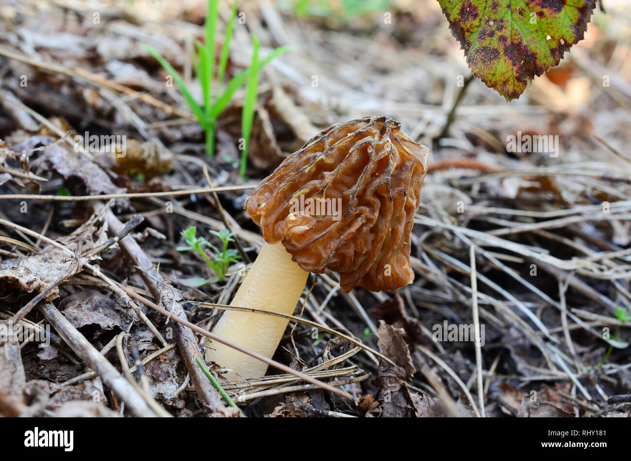False morel mushroom hires stock photography and images Alamy