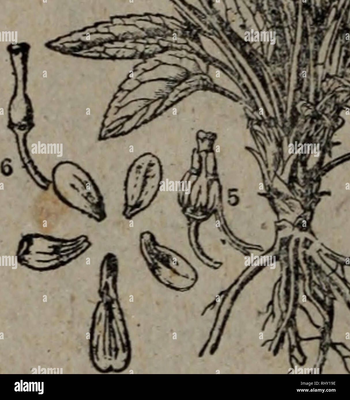 Cai Sheng Ye High Resolution Stock Photography And Images Alamy