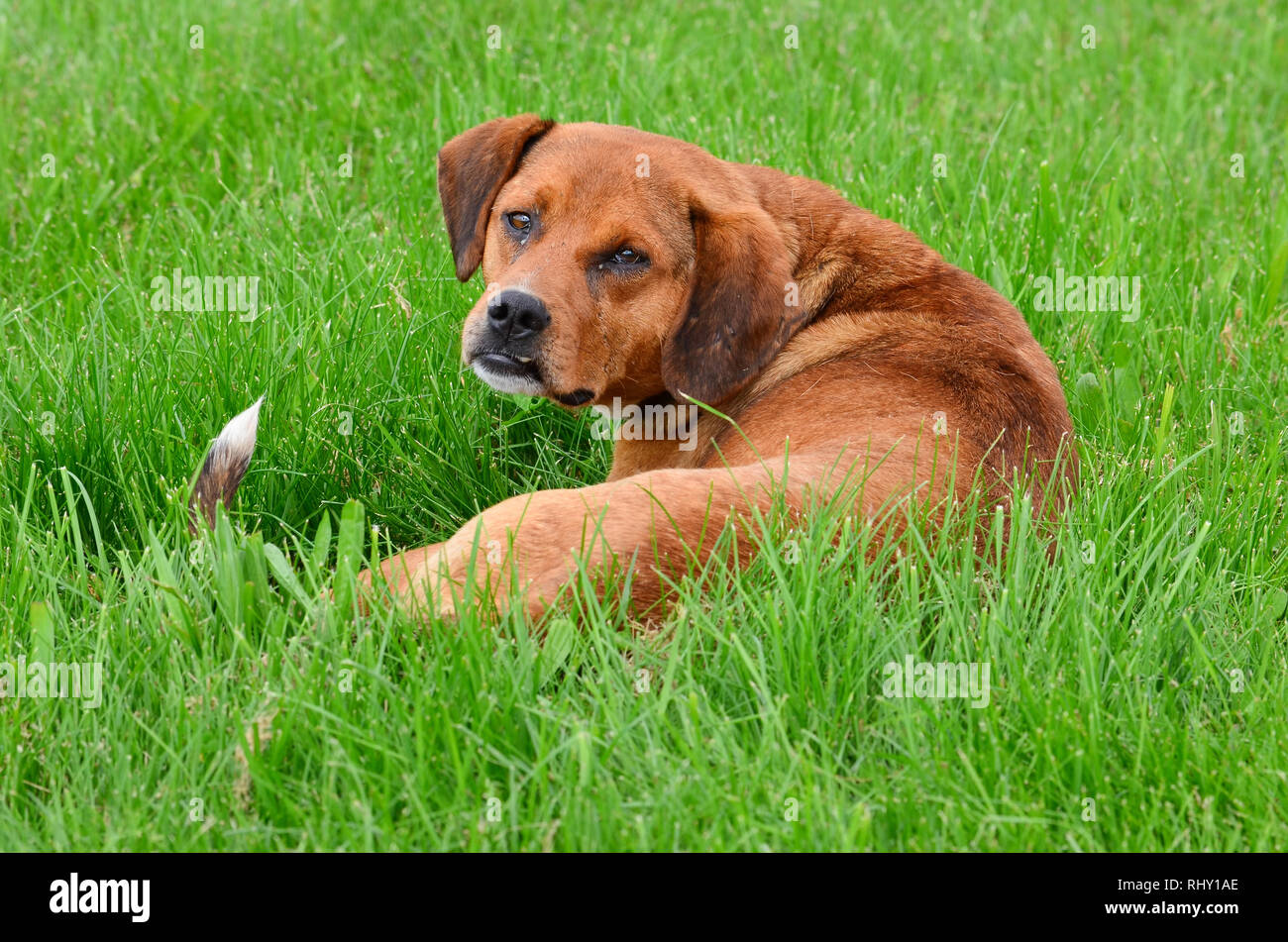 Big brown dog lying in green grass, after interrupted nap, the stray dog looks cautiously Stock Photo