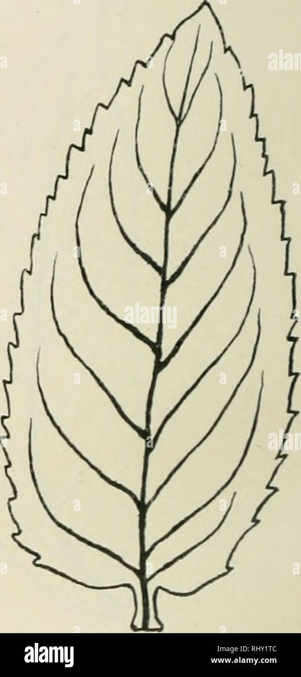 . Beihefte zum botanischen Centralblatt. Plants. Fig- 7. Fig. 8. Fig. 9. Fig. 7. M. longifolia Hds. j; mollicoma (Op.). Bq. Fig. 8. M. longifolia Hds. d^ var. Favrati D. D. (auth.). Fig. 9. M. longifolia Hds. i var. serrulaia (Op.) f. comata Top. B. mgr.-gr., br. Iztt. o. Igl. Iztt., seh. u. sehr kurz zugesp. mit zieml. konv. R., an der Bas. herzf., obsts. grün u. verkahlend, untsts. + dicht weißfilz. o. grau- filz., 60—80—100 X 22—25—30 mm; Z. d. S. rglm., sehr sp. u. seh., 1—2 X 2—5 mm, mit kl. Weichsp. Sch.ähre protandrisch u. protogynisch, bis 8—9 cm lg. Int. 3—6 cm. Pfl. auch im stat. cin Stock Photo