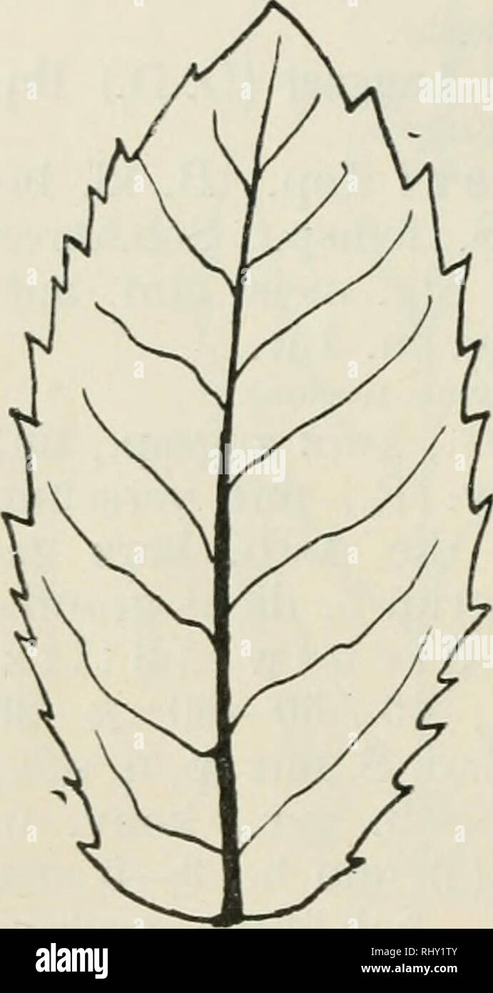 . Beihefte zum botanischen Centralblatt. Plants. 152 Topitz, Beiträge zur Kenntnis der Menthenflora von Mitteleuropa. obsts. grün u. kurz fl., imtsts. weiß- filz.. 60—80—100 X 20—25—35 mm. Pfl. bis 1 m h.; Int. 4—7 cm: xi var. Favrati (D. D.) Bq. {M. Decloetiana, veronicae/ormis, florida Op., candicans Crtz., M. Huguenini D. D. p. pte.) Oberöst. Im Herbare des Hof- museums in Wien befindet sich ein von Bq. bestimmtes Exemplar mit untsts. graufilz. u. kl. weichsp. B. mit beinweiß hervortretenden Nerv.. Please note that these images are extracted from scanned page images that may have been digit Stock Photo