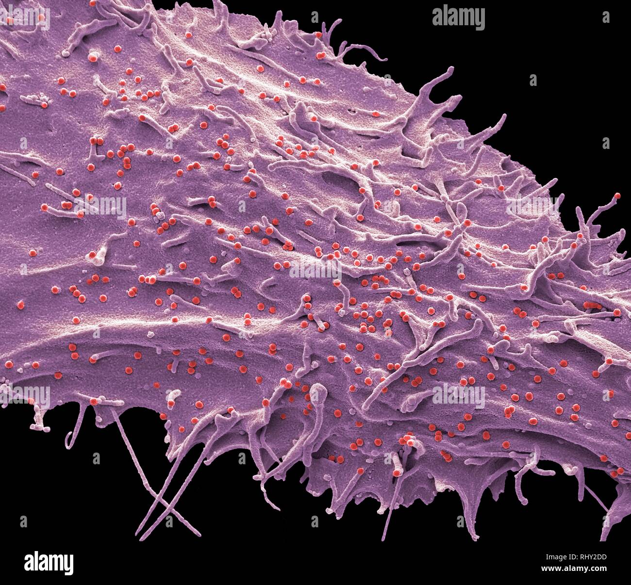 SIV infected cell, SEM Stock Photo