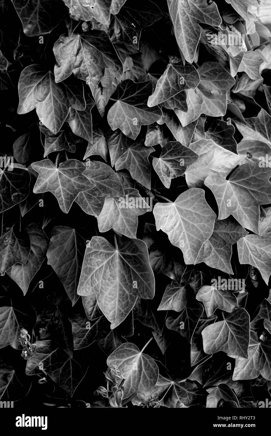 Hedera helix leaves Black and White Stock Photos Images Alamy