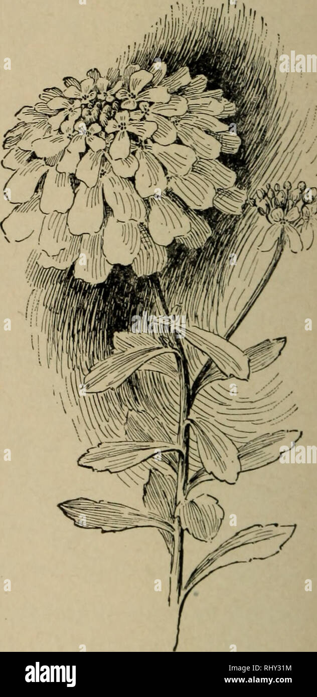 . Beginners' botany. Botany. Fig. 216.— Head of Clo- ver Blossoms. Fig. 217. —Corymb of Candy- tuft. When a loose, elongated centripetal flower-cluster has some primary branches simple, and others irregularly branched, it is called a panicle. It is a branching raceme. Because of the earlier growth of the lower branches, the panicle is usually broadest at the base or conical in outline. True panicles are not very common. When an indeterminate flower-cluster is short, so that. Please note that these images are extracted from scanned page images that may have been digitally enhanced for readabili Stock Photo