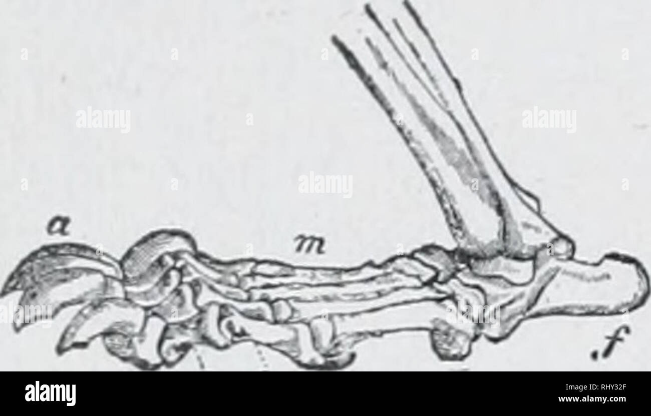 . Beginners zoology. Zoology. tg2 BEGINNERS' ZOOLOGY. Fui. 342. — Foot