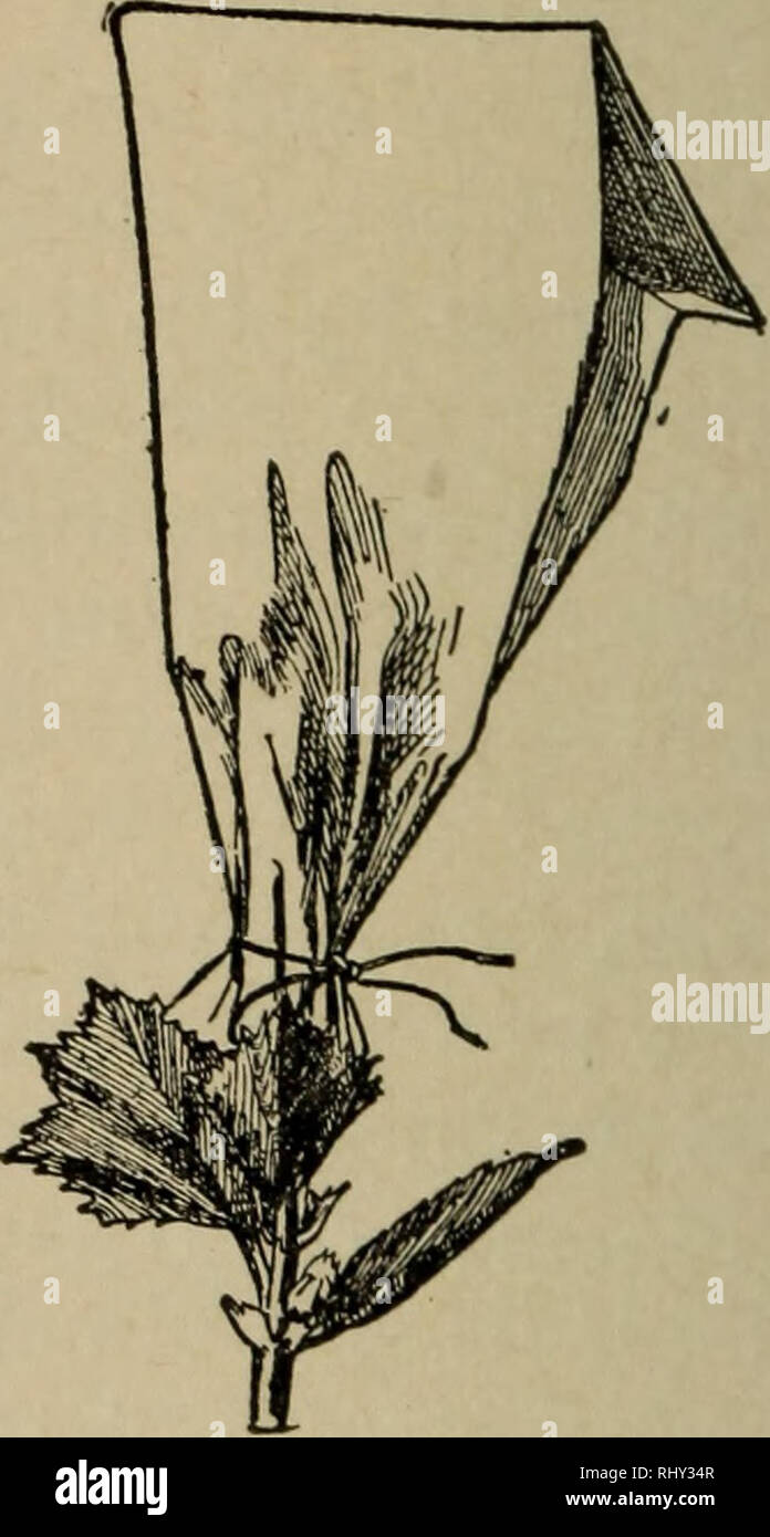 Pollin String . Beginners' botany. Botany. Fig. 208. —A Paper Bag, with string ...
