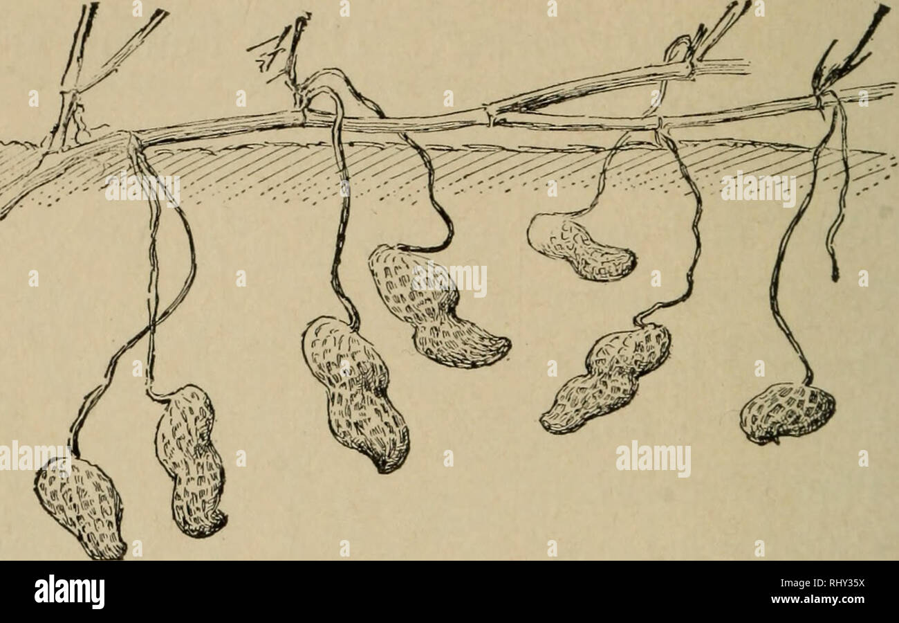 Cleistogamous flower hires stock photography and images Alamy