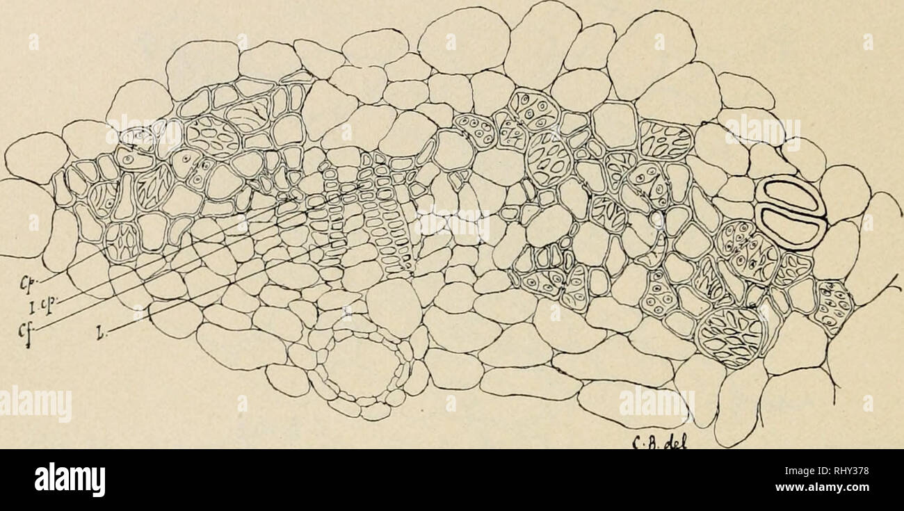 . Beihefte zum botanischen Centralblatt. Plants. 270 Bern a r d, Le bois centripete dans les feuilles de Coniferes. passages depuis le type peu epaissi, peii lignifie d'a/pma, aux elements plus differencies de Neglecfa, Rumphn^ falcata, en passant par les intermediaires de Koraiaua, Totara, etc. Je rappelle que j'ai pu constater que riiydostereome, tres developpe cliez les grands feuilles de nernfolia^ macro])hyUa^ etc., est ä peine indique sous la forme d'un parenchyme im peu allonge transversalement cliez les petites feuilles.. c-iU Fig'. 19. Podocarpus latifolia, forma ternatensis. Sommet d Stock Photo