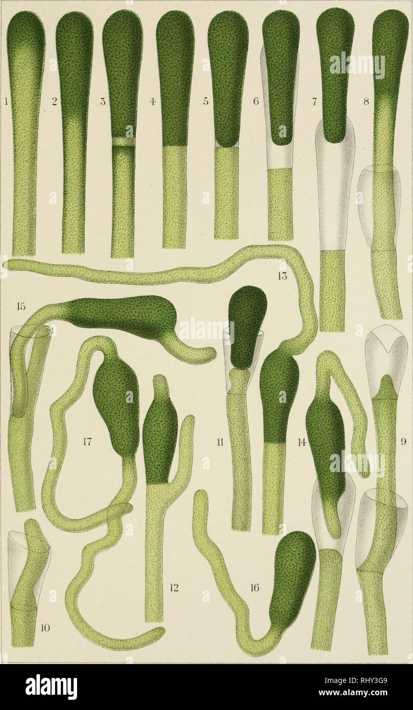 Beihefte Zum Botanischen Centralblatt Plants Beihefte Zum