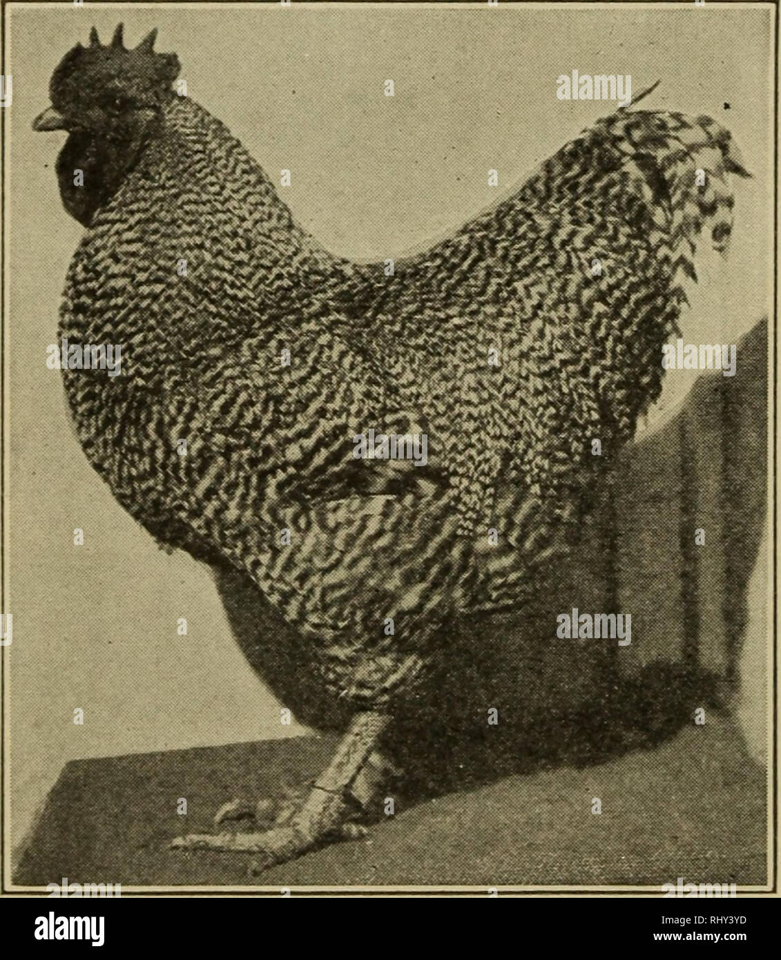 Beginnings in animal husbandry. Livestock; Poultry. 328 BEGINNINGS IN ANIMAL  HUSBANDRY difference, ranging from the tiny Bantam to the large and heavy  Brahma. The breed characters of form, as appHed to