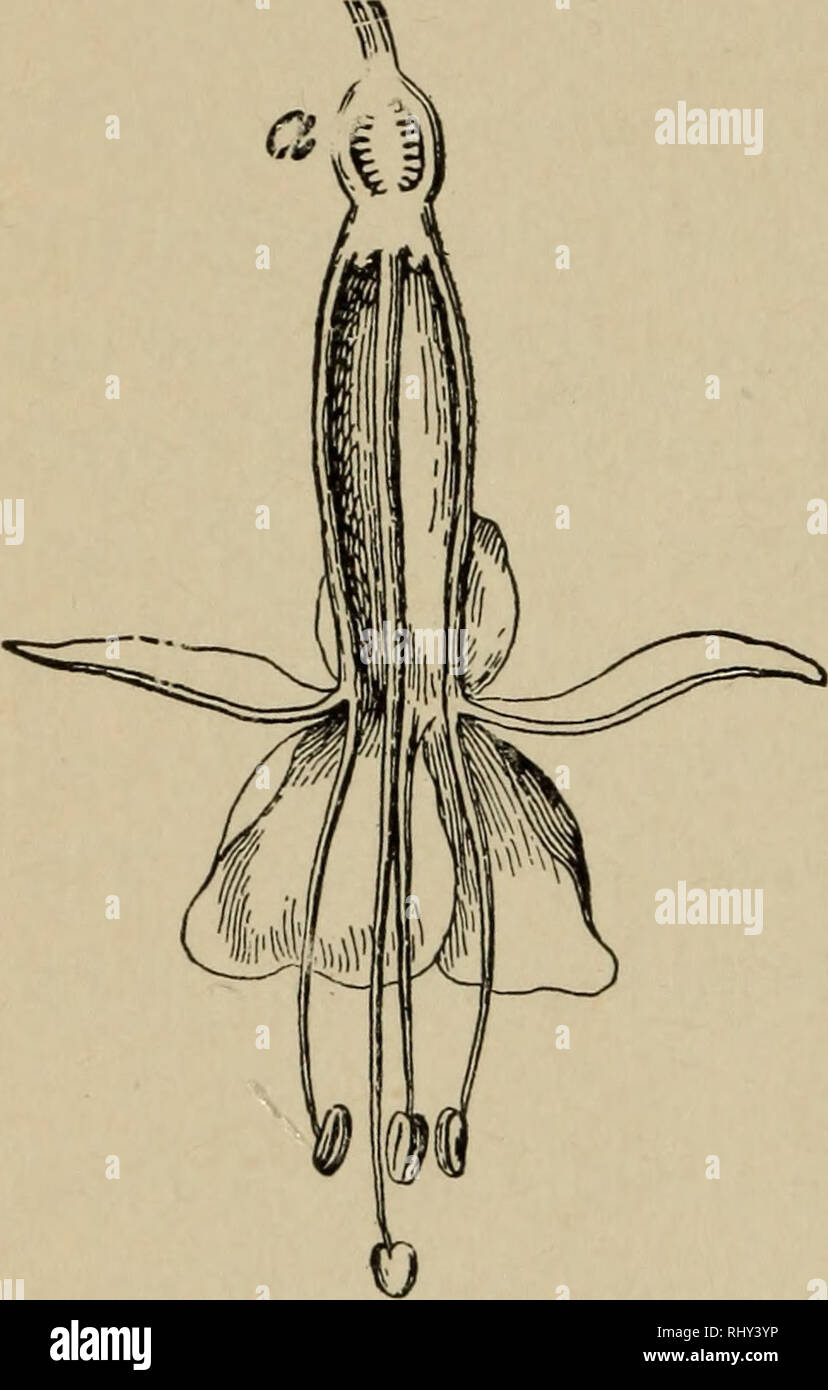 Beginners Botany Botany 134 Beginners Botany In Like Manner The Corolla May Be Composed Of Petals Or It May Be Of One Piece And Variously Lobed A Calyx Of One Piece