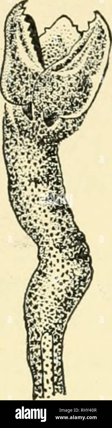 . Behavior of the lower organisms. Animal behavior; Invertebrates. 234 BEHAVIOR OF THE LOWER ORGANISMS reaction forms is that of the sea urchin, as studied by v. Uexkiill (1897, 1897a, 1899, 1900, 1900a). The sea urchin differs from most lower animals in bearing large numbers of motor organs scattered over its entire surface. Most prominent of these are the spines, which are movable, and may be used as legs, or as means of defence. Among the spines are certain peculiar jawlike organs known as pedicellariae (Fig. 133), each borne on a movable stalk. These jaws frequently open and close, seizing Stock Photo