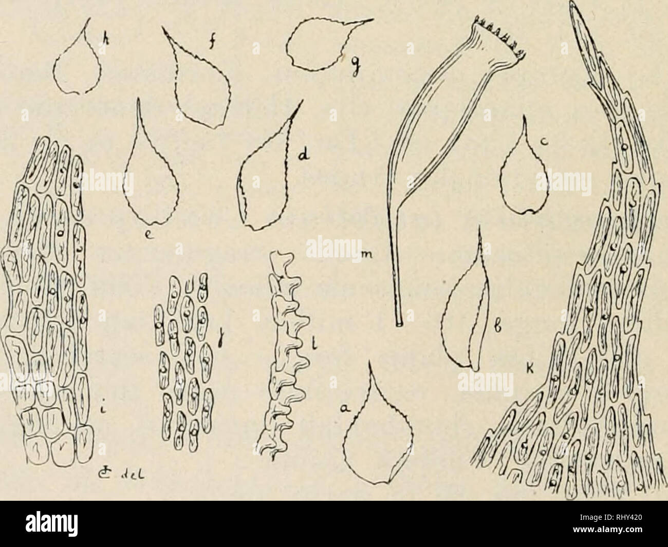 . Beihefte zum botanischen Centralblatt. Plants. &amp; d Fig. 21. Eurltynclimm latifolinm. a. feuille y 26: /;. tissu vers le milieix de la feuille X 270; c, somniet de la feuille -^ 270. teniiis, repens, radiculosus, 2—3 centim. longu.s, irregulariter pin- natus, ramis tenuissimis, confertis, attenuatis, ^ilerumque ramu- losis, Folia undique patula, minuta, 0,35—0,5 millim. longa, 0,15—0,2 millim. lata, e basi constricta late ovata, concava, ab- rupte in acumen angustum elongatum contracta, enervia vel ob- soletissime binervia, marginibus planis fere e basi serratis, cellu-. * .Ui. Fig. 22. T Stock Photo