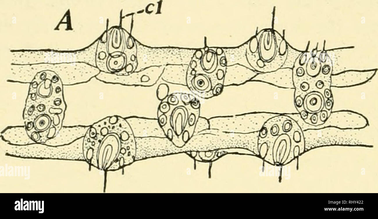 Behavior of the lower organisms. Animal behavior; Invertebrates. 2l8  BEHAVIOR OF THE LOWER ORGANISMS. far as possible the nature and causes of  the different factors which make it up. We may