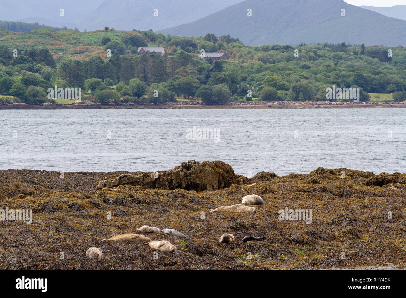 Seals basking on a small island in Kenmare Bay, County Kerry, Ireland Stock Photo