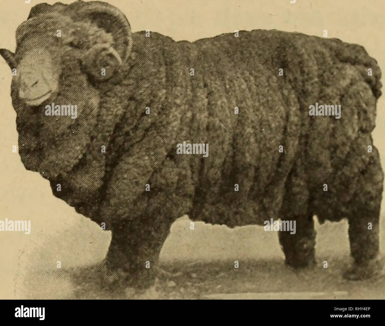 Beginnings In Animal Husbandry Livestock Poultry Animal Type And Its Importance 123 Fig 65 A Class
