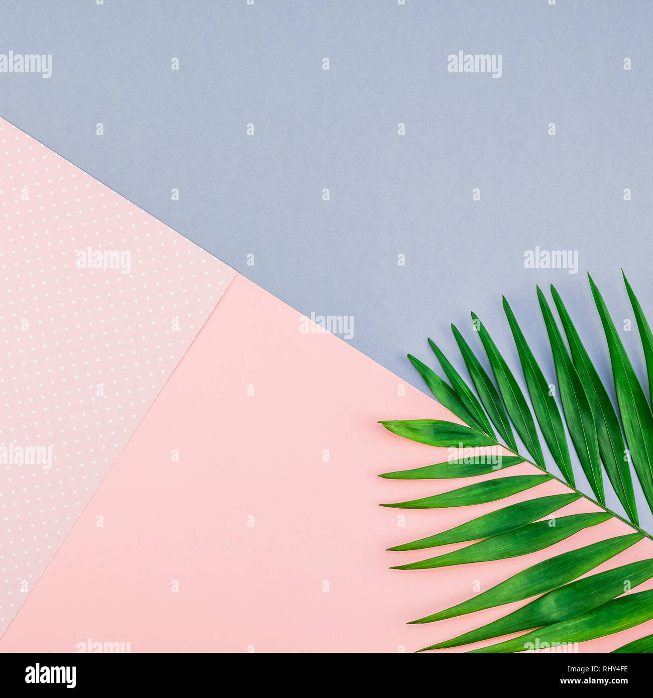 Creative flat lay top view of green tropical palm leaves on color paper ...