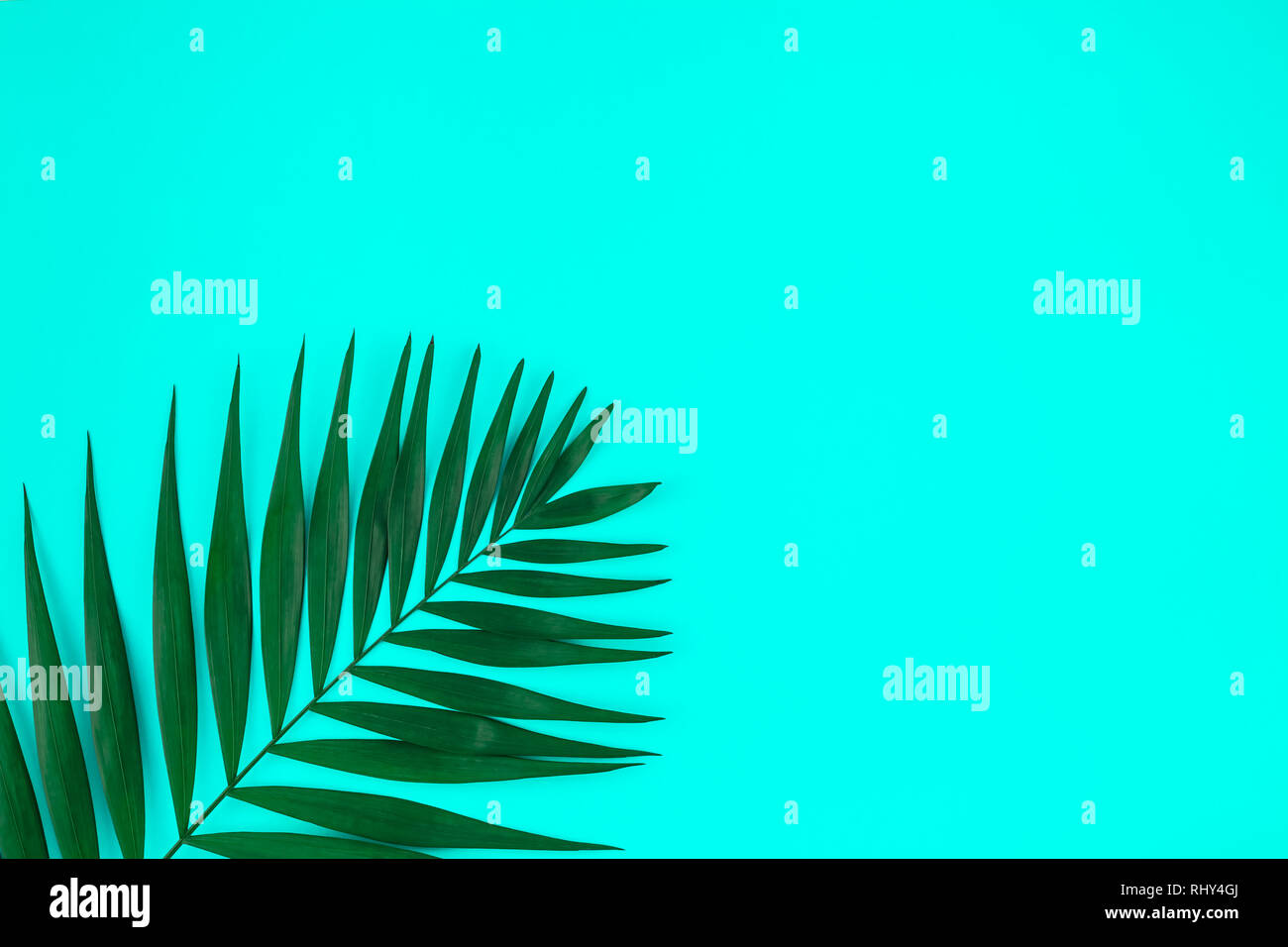 Creative flat lay top view of green tropical palm leaves on color paper ...