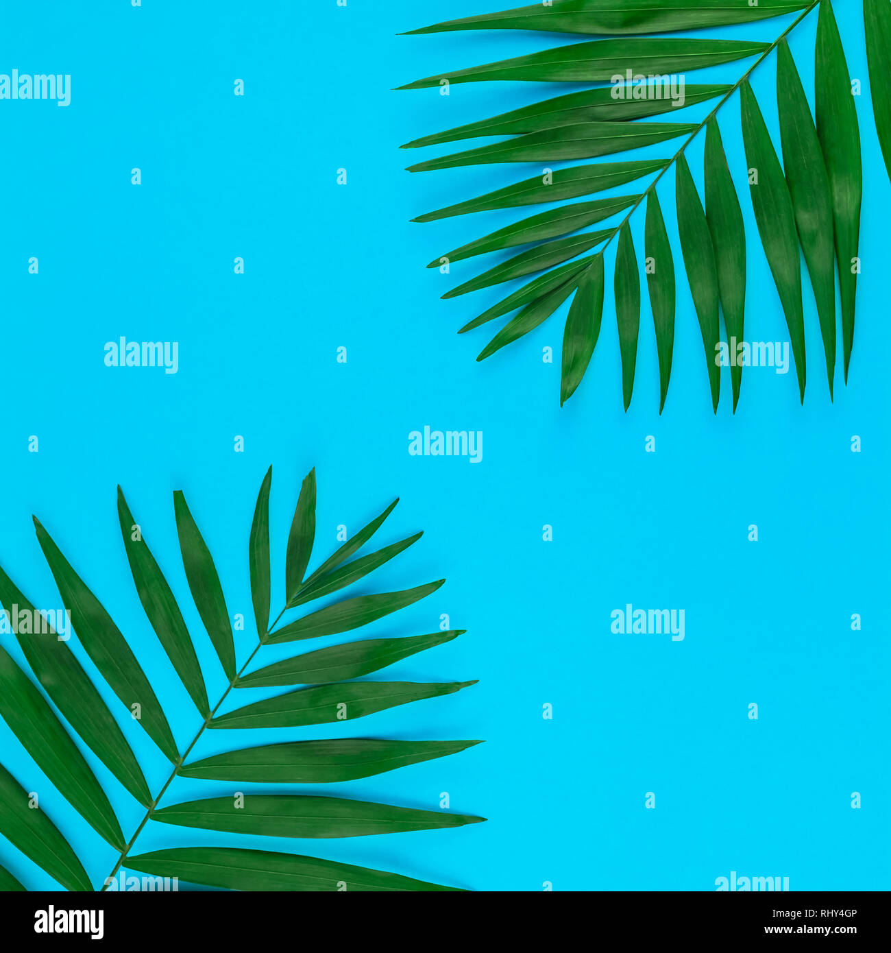 Creative flat lay top view of green tropical palm leaves on color paper ...