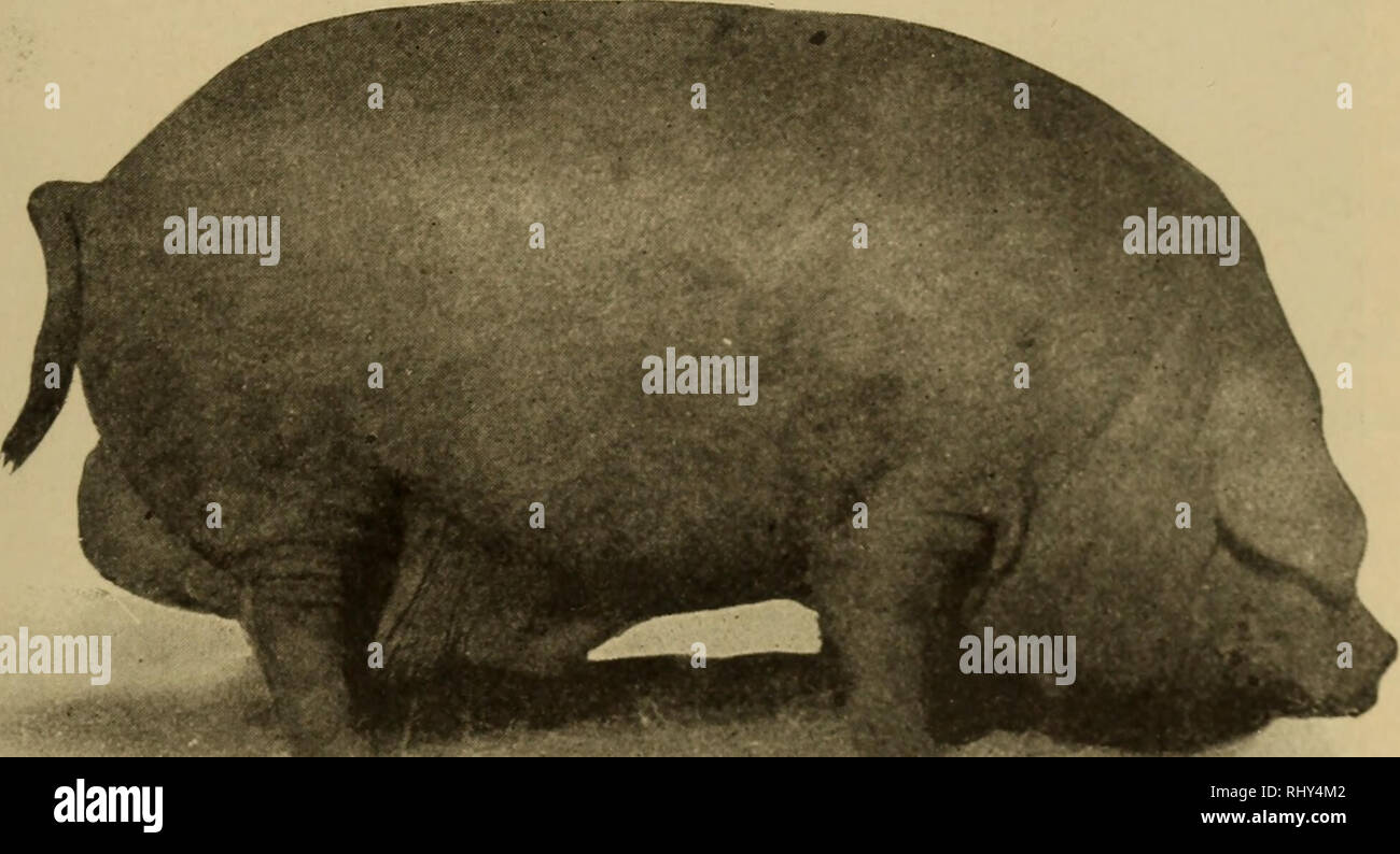 . Beginnings in animal husbandry. Livestock; Poultry. THE BREEDS OF